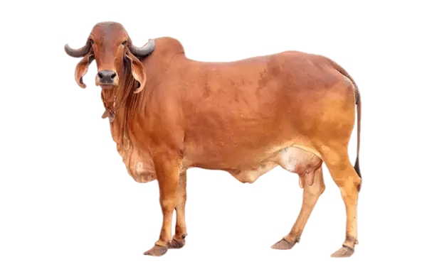 Meswan Natural Gir Cow